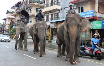 पर्यटक नहुँदा हात्ती सफारी सङ्कटमा   